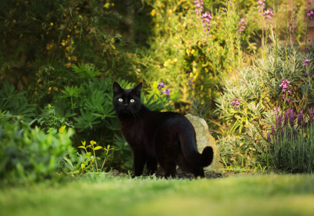 istock Black cat standing in the colourful summer garden 941473190