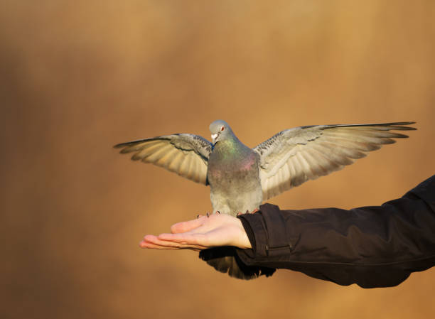 istock Feral pigeon feeding from the hand 941473482