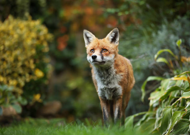 Red fox standing in the garden with flowers, summer in UK.