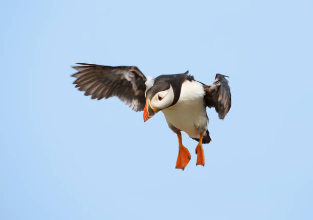 istock Close-up of Atlantic puffin in flight 941473800