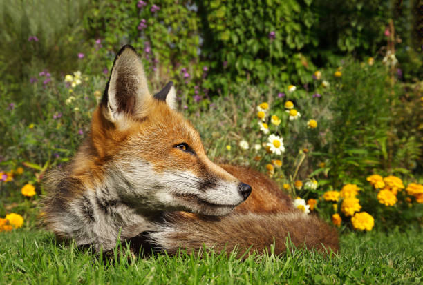 istock Red fox lying in the garden with flowers 941474476