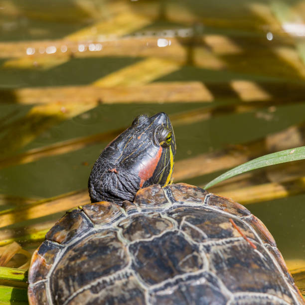 istock portrait red-eared turtle (trachemys scripta elegans) lying in water, sunlight 941474478