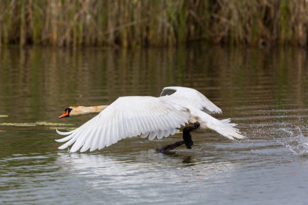 Free picture: take off, swan, bird, water level, river, water, lake ...