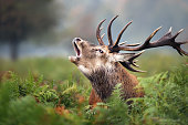 Close-up of a Red deer roaring during the rut in autumn