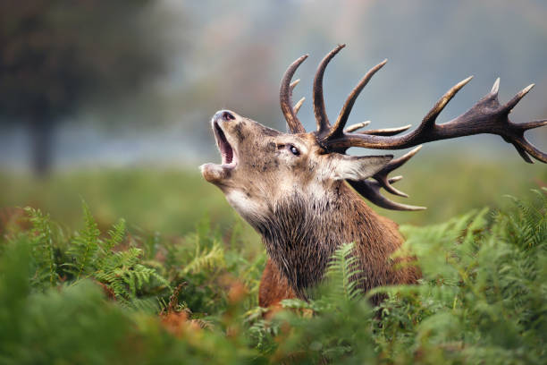 крупным планом красный олень рев во время колеи осенью - forest deer stag male animal стоковые фото и изображения