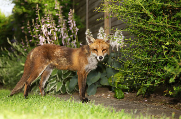 istock Red fox standing in the garden with flowers 941474762