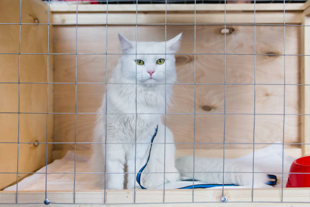 istock Cat in the cage in animal shelter 941477206