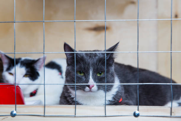 istock Cat in the cage in animal shelter 941477252