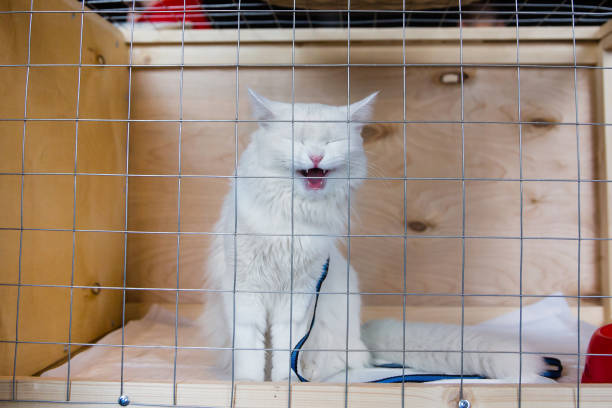 istock Cat in the cage in animal shelter 941477280