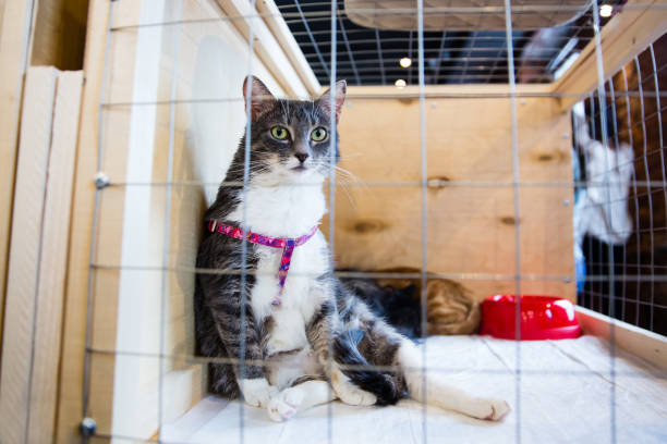istock Cat in the cage in animal shelter 941477302