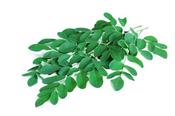 istock Moringa Leaves with fresh leaves isolated on white 941477622