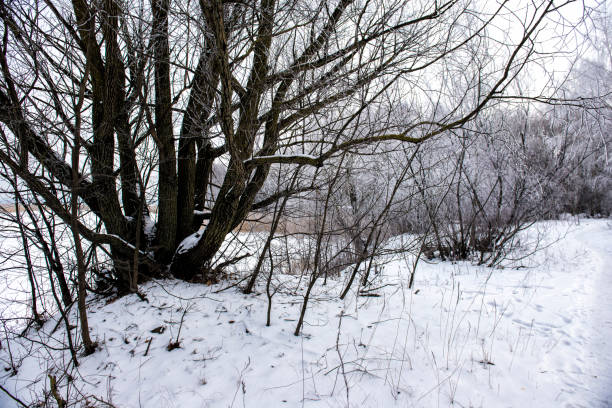 istock Cloudy winter day in the forest. Latvia 941477958