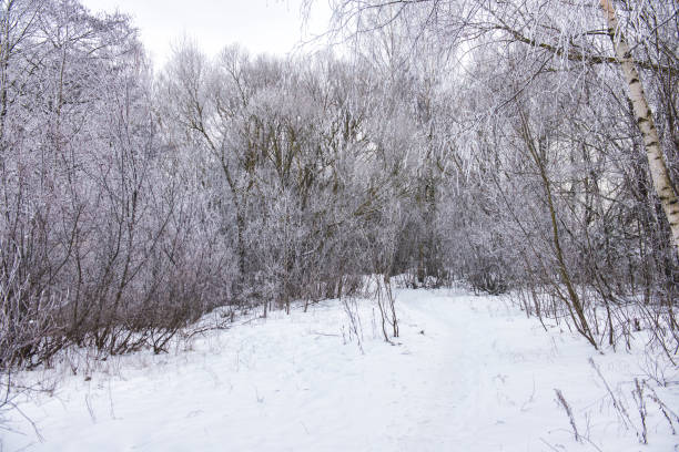istock Cloudy day in the forest. Snow covered road between the trees. Latvia 941477968