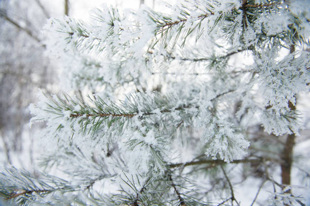 istock Close-up of the snow-covered pine tree, Latvia 941477972