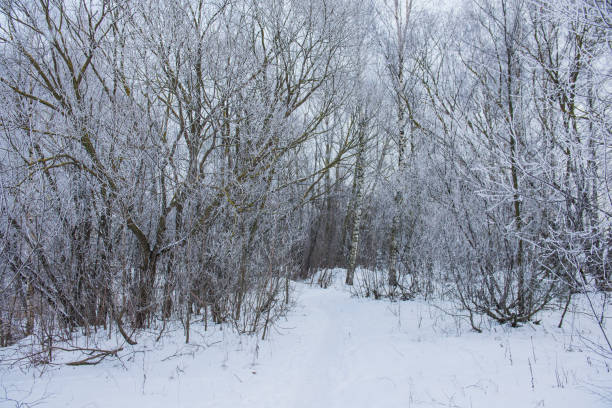 istock Cloudy day in the forest. Snow covered road between the trees. Latvia 941477980