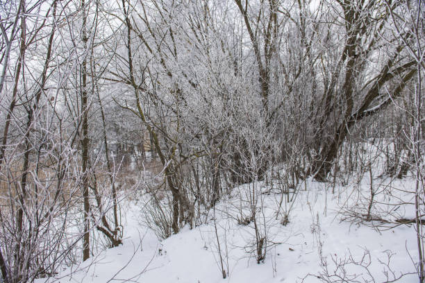 istock Cloudy winter day in the forest. Latvia 941477994