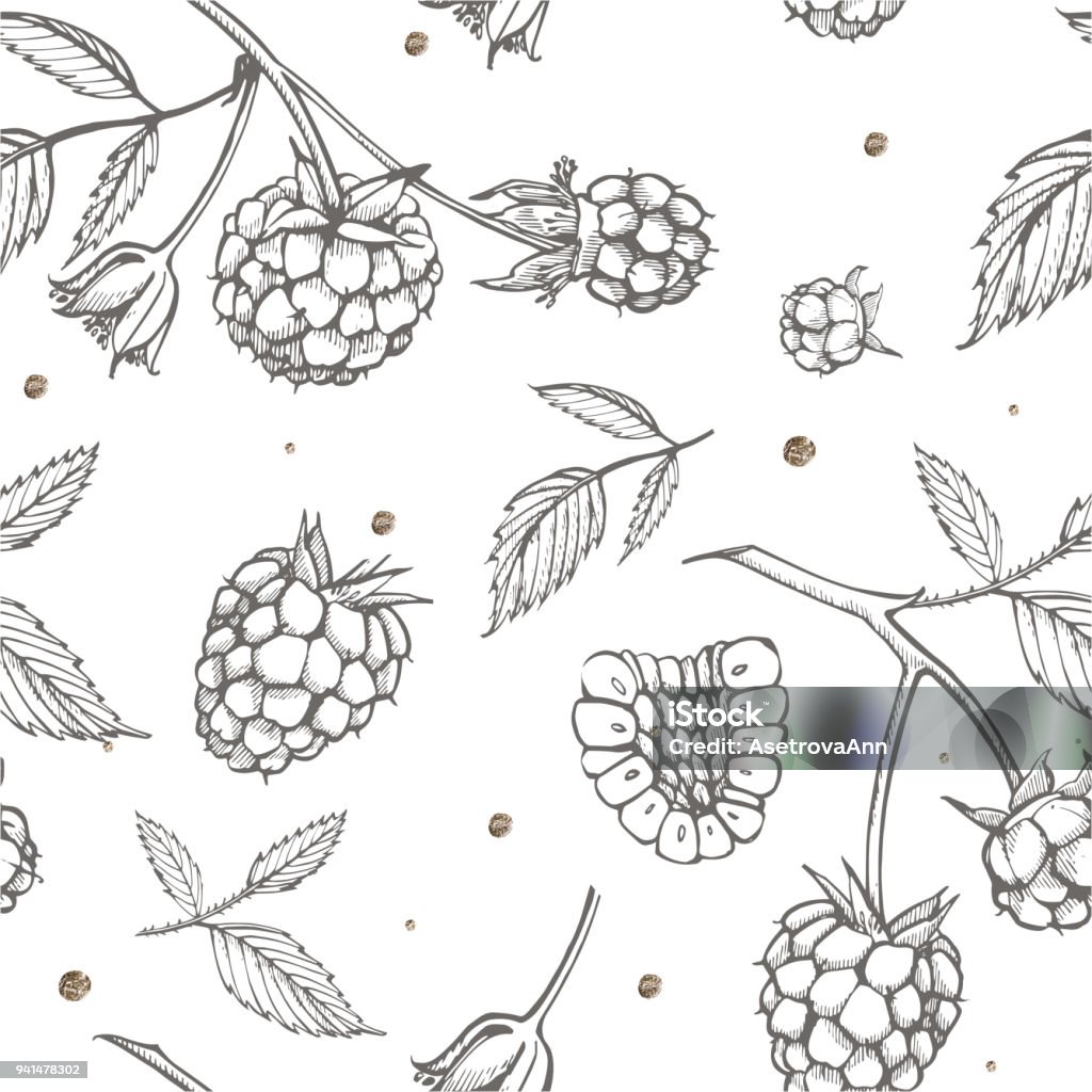 Moderen Raspberry Drawing Hand Drawn Raspberry Retro Sketch Style Vector Illustration Perfect For ...