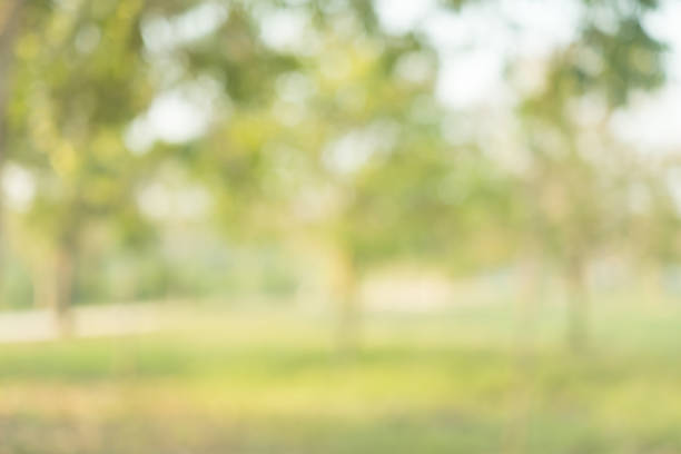 istock abstract blur green color for background , blurred and defocused effect spring concept for design 941478566