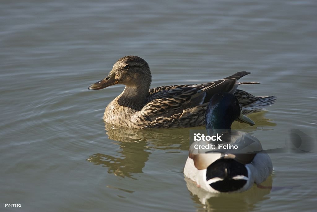 Ducks de natación - Foto de stock de Agua libre de derechos