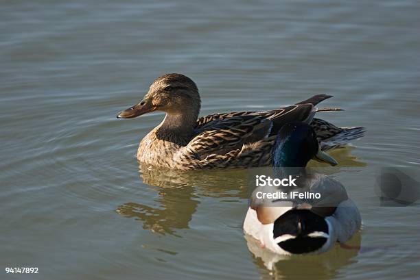 Ducks De Natación Foto de stock y más banco de imágenes de Agua - Agua, Aire libre, Animal