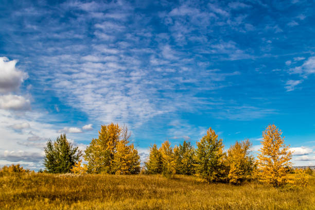 istock Fall colours in all their glory, Calgary, Alberta, Canada 941481882