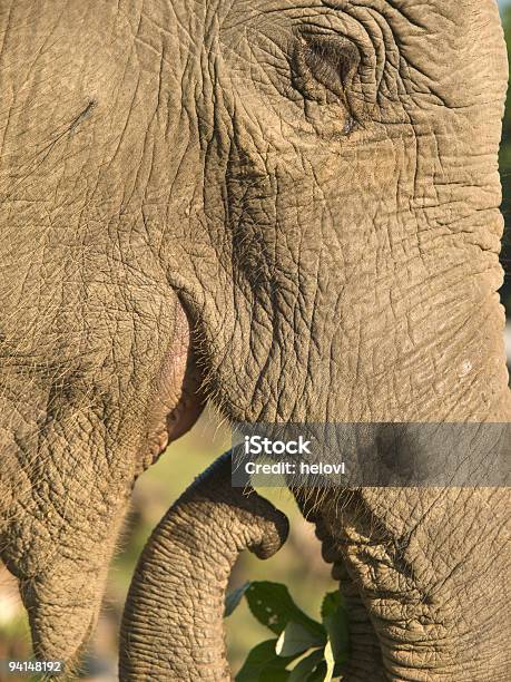 Elefante Cable Troncal Foto de stock y más banco de imágenes de Animal - Animal, Arrugado, Color - Tipo de imagen