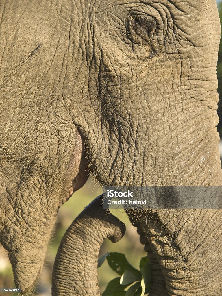 Proboscide dell'elefante - Foto stock royalty-free di Animale