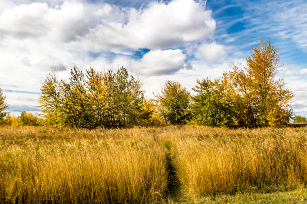 istock Fall colours in all their glory, Calgary, Alberta, Canada 941481944