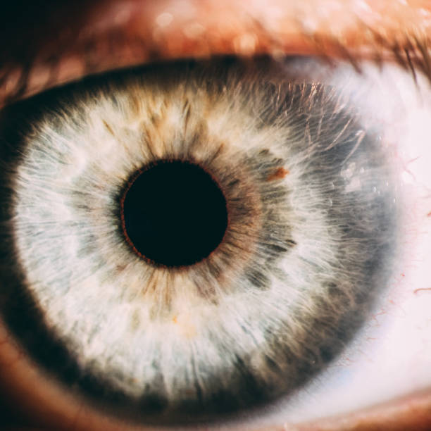 istock enlarged image of an eye iris made with a slit lamp 941482050