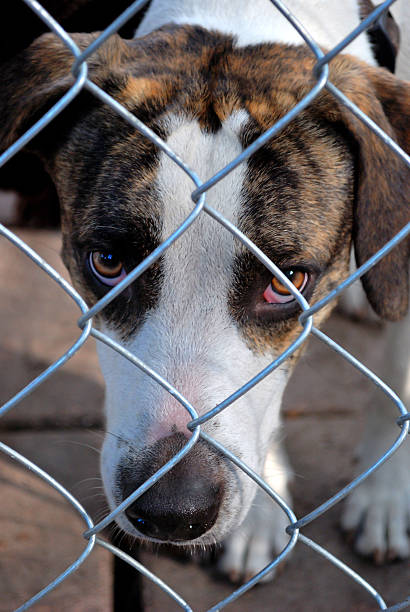 istock Sad and Lonely Looking Dog Caged Behind a Fence 94148311
