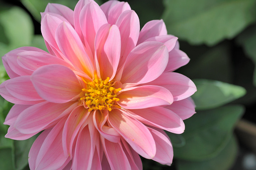 Close up of a pink zinnia flower with a soft focused red blossom in the background