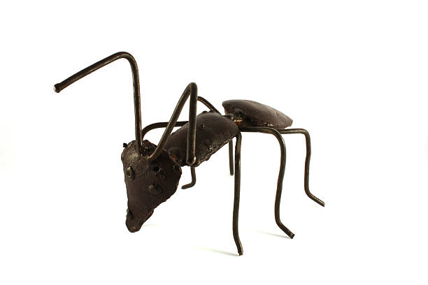 African wire ant stock photo