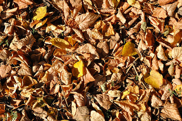 Autumn background stock photo