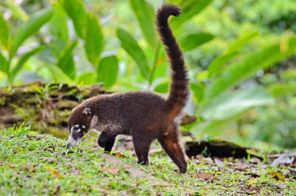 quati - coati - fotografias e filmes do acervo