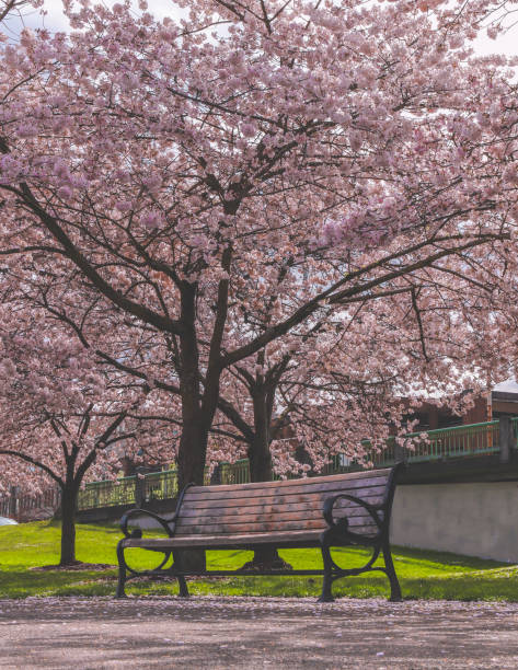 istock Empty Bench and Cherry Blossom Trees on a Peaceful Day in Spring. 941488076