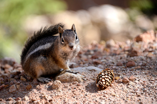 A crispy focus on the eye picture of an american squirrel with a pine cone for comparison of the size. Nice colours blurred in background.