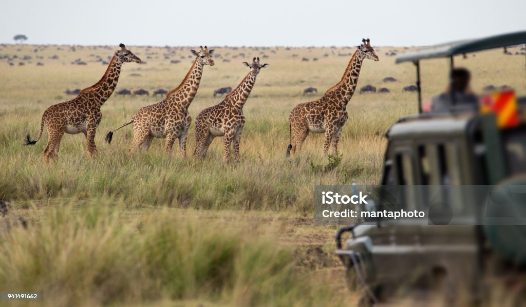 Jirafas rebaño en savannah - Foto de stock de Safari libre de derechos