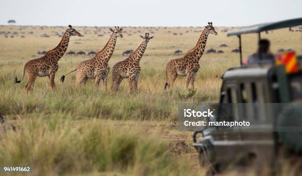 Jirafas Rebaño En Savannah Foto de stock y más banco de imágenes de Safari - Safari, Kenia, África