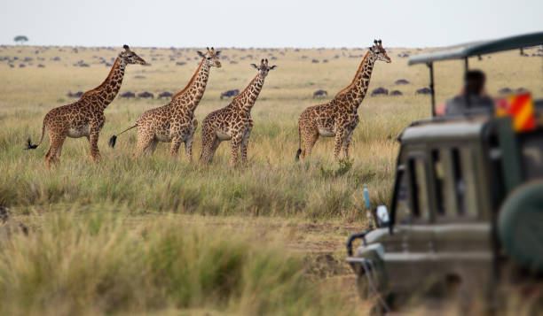 giraffes herd in savannah - giraffe namibia africa animal imagens e fotografias de stock