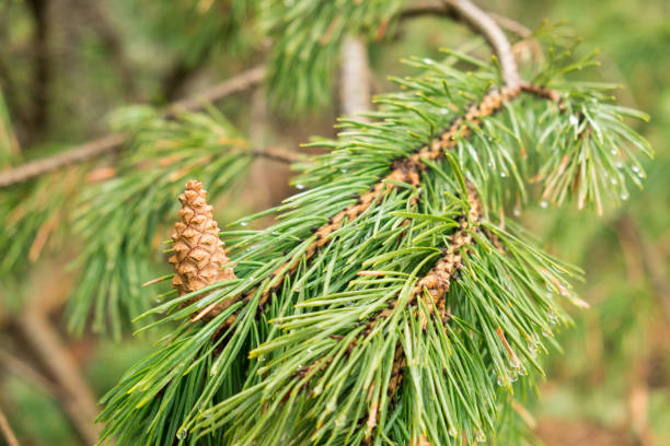 istock fresh green pine branch with water drops with young brown cones 941491818