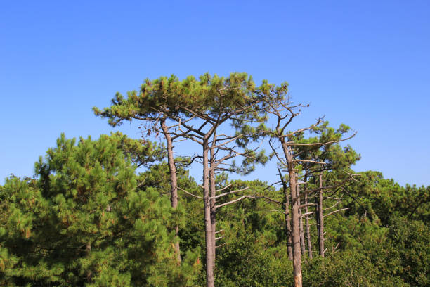 Maritime Pine, Aquitaine, France Maritime Pine, Aquitaine, France - dune of pyla pinus pinea photos stock pictures, royalty-free photos & images