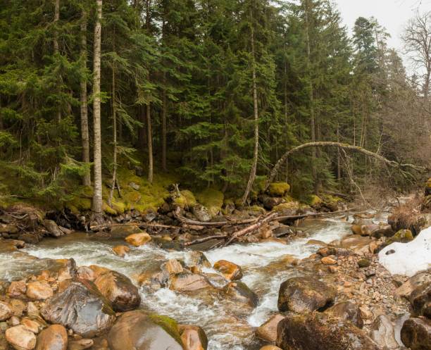 istock a clean mountain river runs along the rocks next to the beautiful pine forest overgrown with moss 941492332