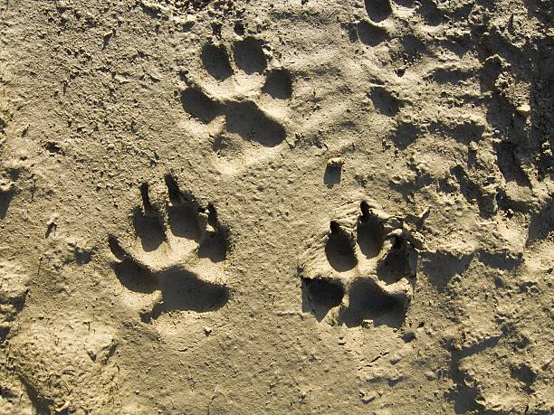 istock Traces of the dog 94149251
