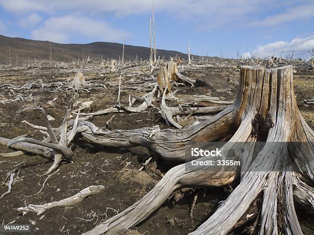 Dead Legno - Fotografie stock e altre immagini di Albero - Albero, Albero spoglio, Ambientazione esterna