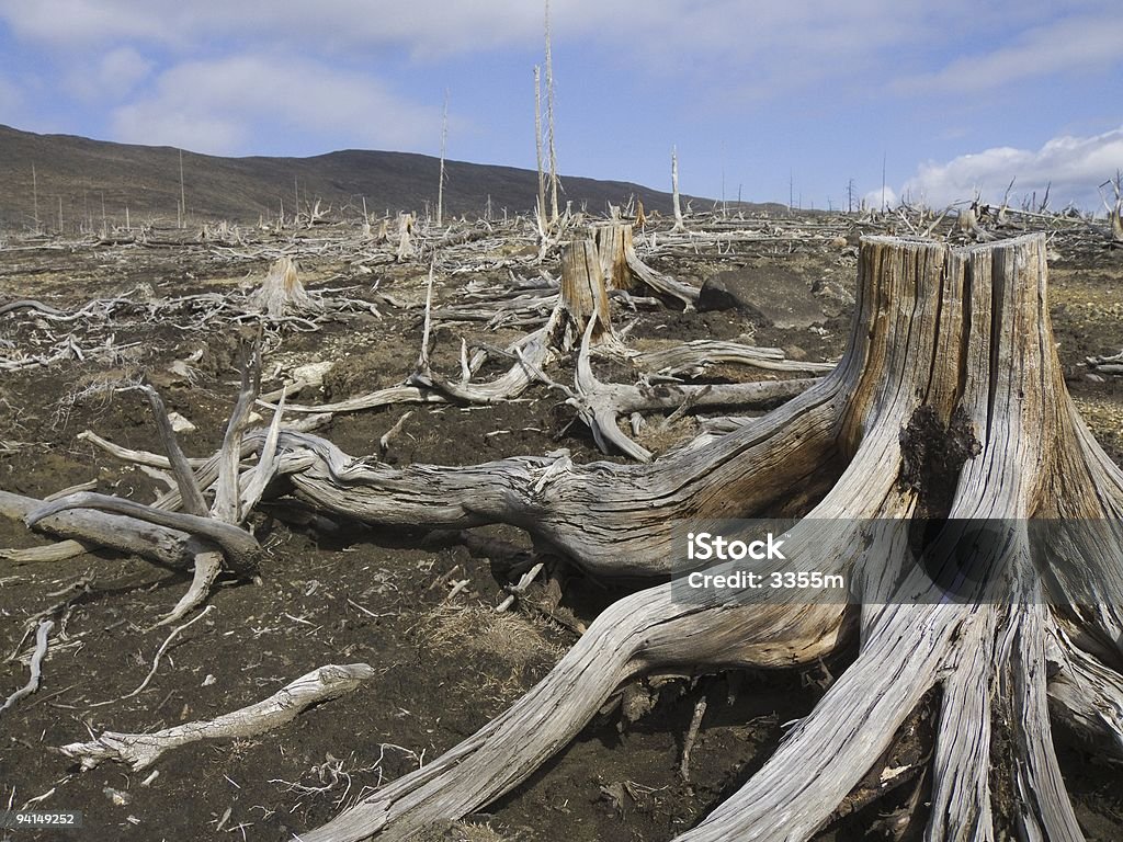 Dead wood  Bare Tree Stock Photo