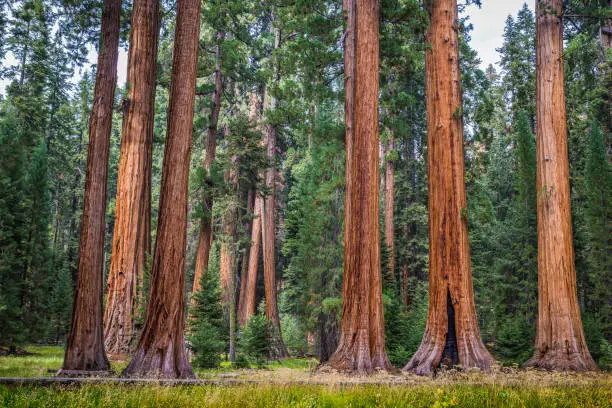 Classic view of famous giant sequoia trees, also known as giant redwoods or Sierra redwoods, on a beautiful sunny day with green meadows  in summer, Sequoia National Park, California, USA