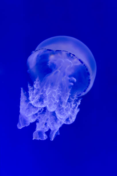 istock Jellyfish Rhizostoma pulmo 941500698