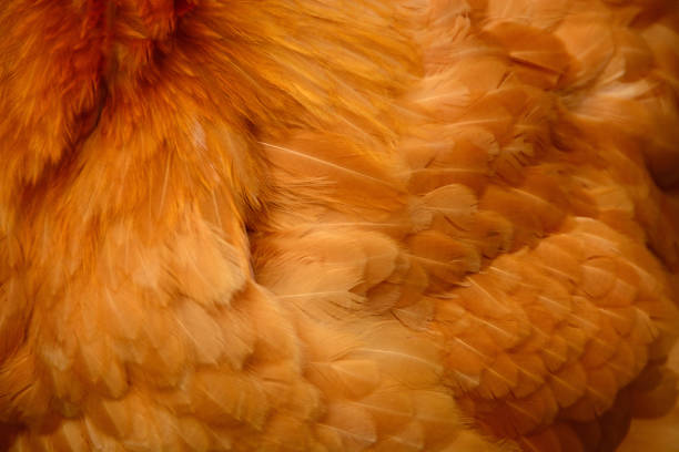 buff plumas de brahma en la composición de fotograma completo. - full frame close up brown day fotografías e imágenes de stock