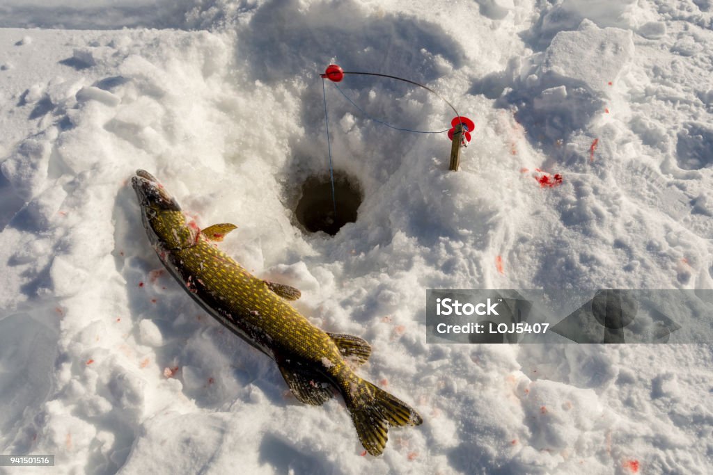 Dead Pike On Ice From Above Close To A Hole In The Ice Prepared With A  Special Winter Fishing Equipment Used To Catch Pike Stock Photo - Download  Image Now - iStock