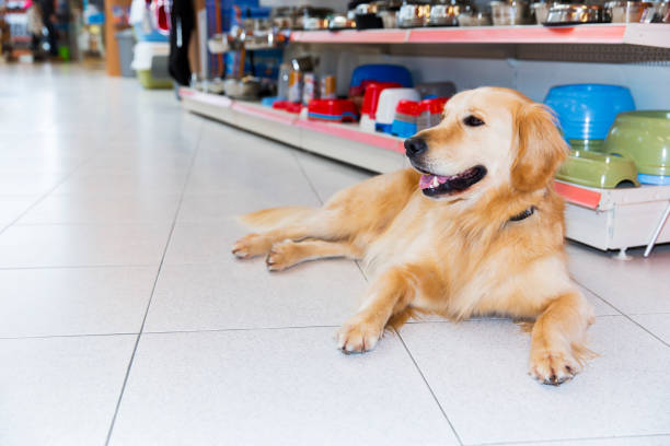 istock Cute Golden retriever in a pet shop 941504172